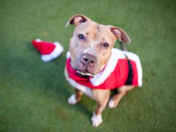 Mixed Breed Dogs Available for Adoption - Apricot Princess | PetCurious