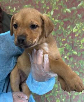 Shepherd and Mixed Breed Dogs Available for Adoption in San Antonio, Texas - Mimosa | PetCurious