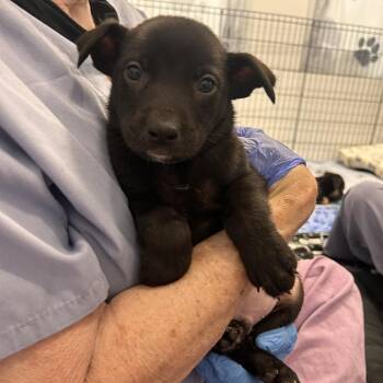 Liszt -  Mixed Breed Dog for Adoption in Wheeling, Illinois - Liszt | PetCurious