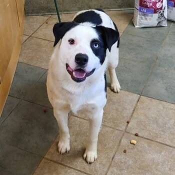 Rescue Mixed Breed Dogs for Adoption in Chattanooga, Tennessee - Woof Jerky | PetCurious