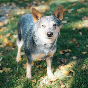 Rescue Australian Cattle Dog Blue Heeler and Mixed Breed Dogs for Adoption in Northbrook, Illinois - Peanut | PetCurious