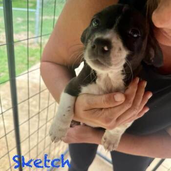 Border Collie Dogs Available for Adoption in Niagara Falls, Ontario - Sketch (20260518-02) | PetCurious