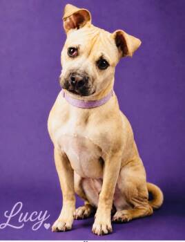 Lucy Lou -  Pug and Pit Bull Terrier Dog Available for Adoption in Valley Park, Oklahoma - Lucy Lou | PetCurious