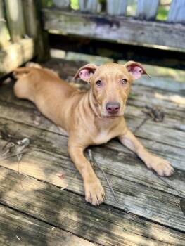 Vanilla - a staffy on stubby legs -  American Staffordshire Terrier and Basset Hound Dog for Adoption in Gulfport, Mississippi - Vanilla - A Staffy On Stubby Legs | PetCurious