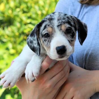 CT Broil avail Aug 15 (Tractor Supply- Putnam, CT) -  Australian Shepherd and Mixed Breed Dog for Adoption in Stormville, New York - CT Broil Avail Aug 15 (Tractor Supply- Putnam, CT) | PetCurious