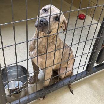 Chicory -  Pit Bull Terrier Dog for Adoption in Clarksville, Virginia - Chicory | PetCurious