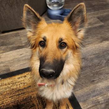 German Shepherd Dog and Husky Dogs Available for Adoption in Denver, Colorado - Samantha | PetCurious