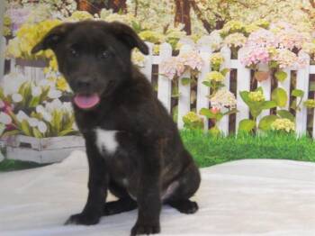 German Shepherd Dog and Mixed Breed Dogs Available for Adoption in Oroville, California - BRUNO | PetCurious