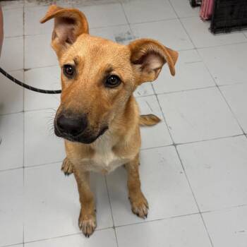 Scout D46369 -  Shepherd and Mixed Breed Dog for Adoption in Corsicana, Texas - Scout D46369 | PetCurious