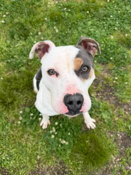 Benny Tag 393 -  Pit Bull Terrier Dog for Adoption in Central Islip, New York - Benny Tag 393 | PetCurious