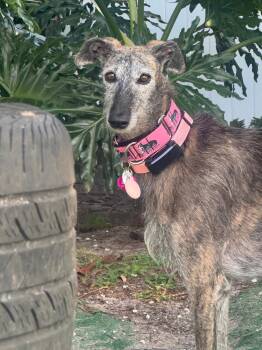 Xia -  Galgo Spanish Greyhound Dog for Adoption in Winter Park, Florida - Xia | PetCurious