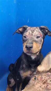 JUAN -  Mixed Breed Dog for Adoption in Dallas, Texas - JUAN | PetCurious