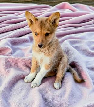 Lolita -  Australian Kelpie and Australian Shepherd Dog for Adoption in Evergreen, Colorado - Lolita | PetCurious
