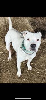 Rescue Mixed Breed Dogs for Adoption in Warren, Ohio - Boo Boo | PetCurious