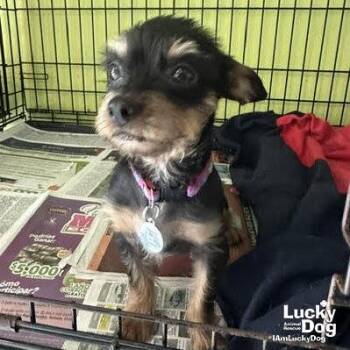Terrier Dogs Available for Adoption in Washington, District Of Columbia - Linda | PetCurious