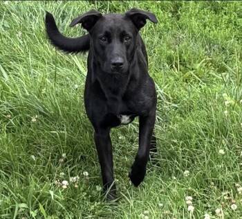 Bitty -  Labrador Retriever Dog for Adoption in Irwin, Pennsylvania - Bitty | PetCurious