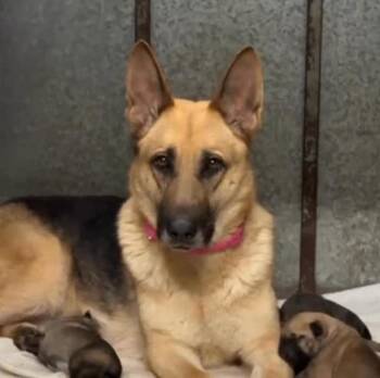 German Shepherd Dog Dogs Available for Adoption in Manhattan Beach, California - Maggie (fka Jaylen) | PetCurious