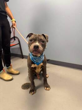 Danny -  Terrier Dog for Adoption in Zanesville, Ohio - Danny | PetCurious