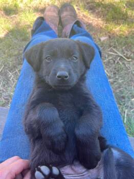 Ken -  Mixed Breed Dog for Adoption in Cando, Saskatchewan - Ken | PetCurious