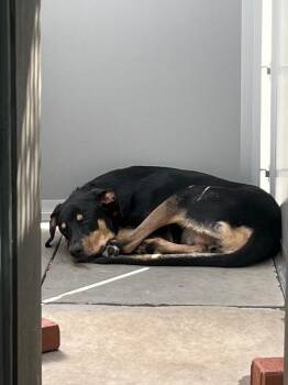 Denslow -  Doberman Pinscher and Mixed Breed Dog for Adoption in Fort Collins, Colorado - Denslow | PetCurious