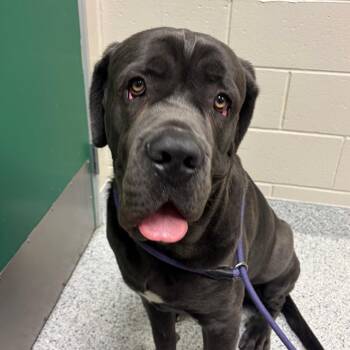Kash -  Cane Corso Dog for Adoption in Reno, Nevada - Kash | PetCurious