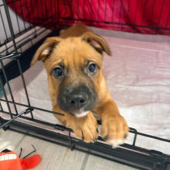 Mixed Breed Dogs Available for Adoption in Gainesville, Florida - Eclair | PetCurious