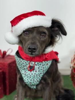 Spaniel and Mixed Breed Dogs Available for Adoption - Phoenix | PetCurious
