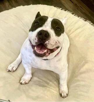 Rescue Pit Bull Terrier and English Bulldog Dogs for Adoption in Burbank, California - Franny | PetCurious