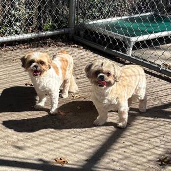 Margo & Leoni -  Shih Tzu Dog for Adoption in East Hanover, New Jersey - Margo & Leoni | PetCurious