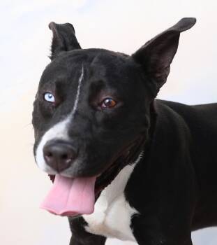 CHEECH -  Pit Bull Terrier Dog for Adoption in Pasadena, California - CHEECH | PetCurious