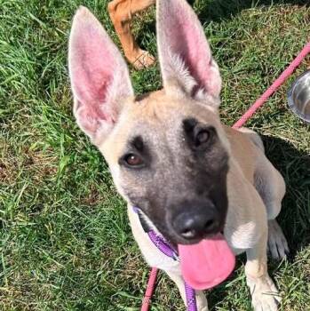 Louise -  German Shepherd Dog Dog for Adoption in Traverse City, Michigan - Louise | PetCurious