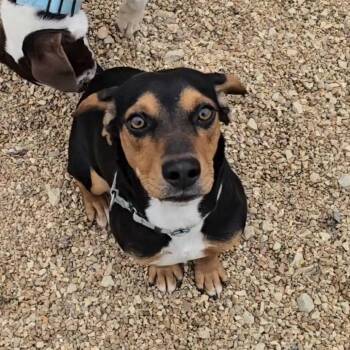 Beagle Dogs Available for Adoption in Union, Missouri - Fran PR Crate | PetCurious