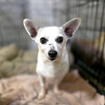 Max -  Chihuahua Dog for Adoption in Port Charlotte, Florida - Max | PetCurious