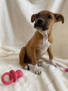 Boxer and Terrier Dogs Available for Adoption - Yuki | PetCurious
