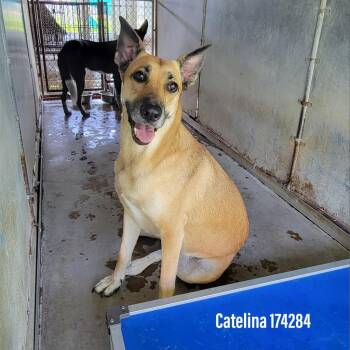 Shepherd Dogs Available for Adoption in Edinburg, Texas - Catelina | PetCurious