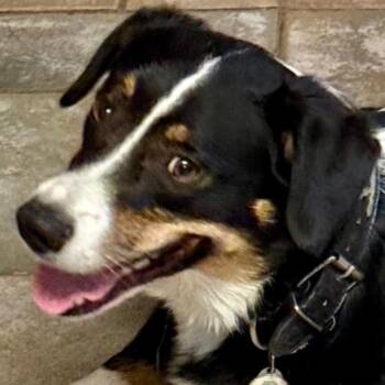 Razor -  Australian Shepherd Dog for Adoption in Tulsa, Oklahoma - Razor | PetCurious