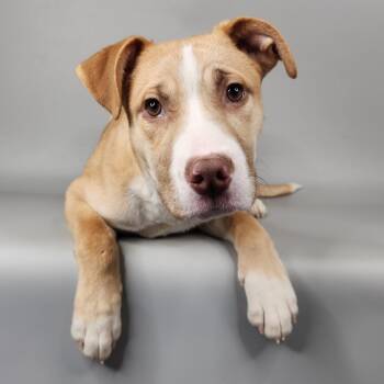 Axel -  Mixed Breed Dog for Adoption in Fort Wayne, Indiana - Axel | PetCurious
