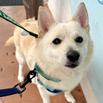 Foxy -  Schipperke Dog for Adoption in Fort Lauderdale, Florida - Foxy | PetCurious