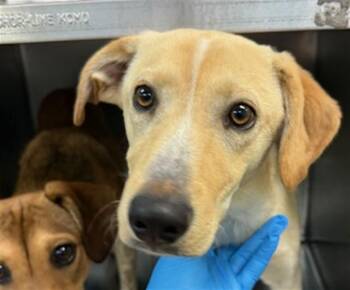Hound Dogs Available for Adoption in Oklahoma City, Oklahoma - A474925 | PetCurious