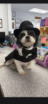 Sophia -  Shih Tzu Dog for Adoption in Zephyrhills, Florida - Sophia | PetCurious