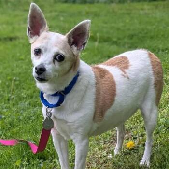 Jack Russell Terrier Dogs Available for Adoption in Shinnston, West Virginia - Chloe | PetCurious