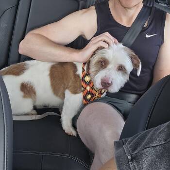 Oscar -  Terrier and Mixed Breed Dog for Adoption in Choctaw, Oklahoma - Oscar | PetCurious