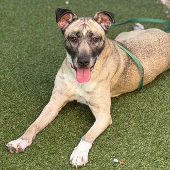 Mixed Breed Dogs Available for Adoption in Asheville, North Carolina - Pookie | PetCurious