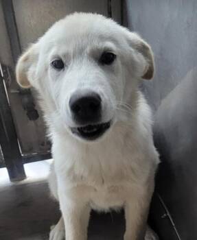 Rescue Great Pyrenees Dogs for Adoption in San Diego, California - Mickey | PetCurious