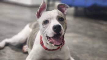 Pit Bull Terrier Dogs Available for Adoption - Khobie | PetCurious