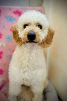 Poodle and Golden Retriever Dogs Available for Adoption - Andy Dec 25 | PetCurious