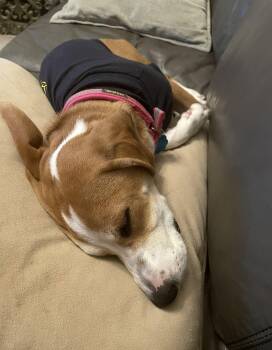 Beagle and Basset Hound Dogs Available for Adoption in Euless, Texas - Izzy | PetCurious