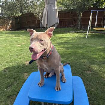 Rescue Pit Bull Terrier Dogs for Adoption in Auburn, Georgia - Rosco | PetCurious