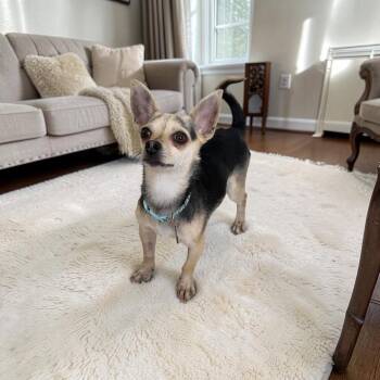 Otto aka Tiny -  Chihuahua Dog for Adoption in Orange, California - Otto Aka Tiny | PetCurious