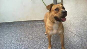 Mixed Breed Dogs Available for Adoption in Charlotte, North Carolina - LUCA | PetCurious
